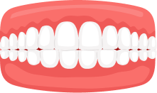 Normal Teeth